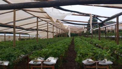 Vendavais e granizo castigam regiÃ£o da CantuquiriguaÃ§u
